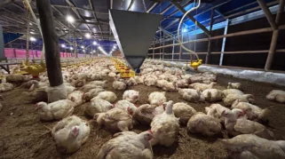 Menteri Pertanian Siapkan Pabrik Pakan untuk Stabilkan Harga Ayam Hidup