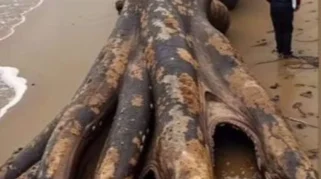 Nanaimoteuthis: Gurita Raksasa 60 Kaki yang Menguasai Laut Cretaceous Ditemukan Peneliti