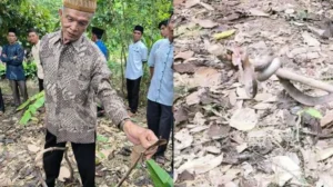 Niat Ibadah, Warga Banyuwangi Digigit Ular Kobra di Dalam Rumah