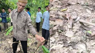 Niat Ibadah, Warga Banyuwangi Digigit Ular Kobra di Dalam Rumah