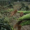 Panen Jagung, Ansor Cilacap Targetkan 8 Ton Setiap Hektare, Realisasi Tinggi di Musim Ini