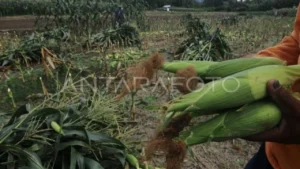 Panen Jagung, Ansor Cilacap Targetkan 8 Ton Setiap Hektare, Realisasi Tinggi di Musim Ini