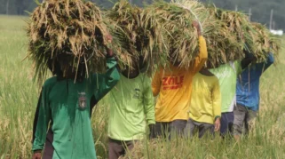 Panen Raya di Ngawi Dorong Optimisme Bulog Capai Target 4 Juta Ton Beras 2026