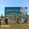 Panen Raya MT1 di Banyuwangi Capai 160 Ribu Ton, Perkuat Posisi Lumbung Pangan Nasional