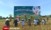 Panen Raya MT1 di Banyuwangi Capai 160 Ribu Ton, Perkuat Posisi Lumbung Pangan Nasional