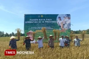 Panen Raya MT1 di Banyuwangi Capai 160 Ribu Ton, Perkuat Posisi Lumbung Pangan Nasional