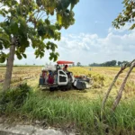 Panen Raya Musim Tanam Pertama 2026: Produksi Padi Banyuwangi Capai 160 Ribu Ton