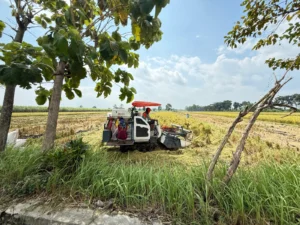 Panen Raya Musim Tanam Pertama 2026: Produksi Padi Banyuwangi Capai 160 Ribu Ton