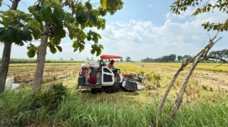Panen Raya Musim Tanam Pertama 2026: Produksi Padi Banyuwangi Capai 160 Ribu Ton
