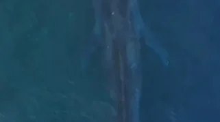 Paus Biru 20 Meter Terdeteksi di Teluk Tomini, Gorontalo