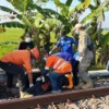 Pejalan Kaki Tertabrak KA Ranggajati di Sumberbaru Jember