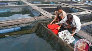 Pembudidaya Ikan Jombang Didorong Urus SIPA untuk Keberlanjutan Usaha