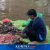Pemprov DKI Tegaskan Larangan Pelepasan Ikan Sapu‑Sapu dengan Landasan Regulasi Nasional