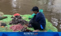 Pemprov DKI Tegaskan Larangan Pelepasan Ikan Sapu‑Sapu dengan Landasan Regulasi Nasional