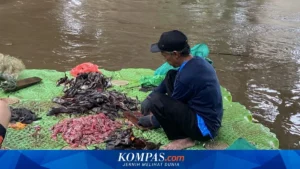 Pemprov DKI Tegaskan Larangan Pelepasan Ikan Sapu‑Sapu dengan Landasan Regulasi Nasional