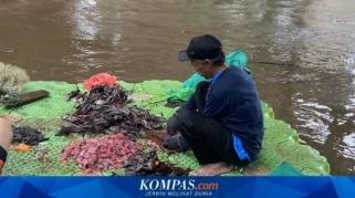 Pemprov DKI Tegaskan Larangan Pelepasan Ikan Sapu‑Sapu dengan Landasan Regulasi Nasional