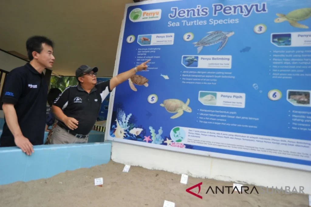 Pengalaman volunteer di penangkaran penyu Sukamade: Memahami Lingkungan Kerja