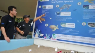 Pengalaman volunteer di penangkaran penyu Sukamade: Memahami Lingkungan Kerja