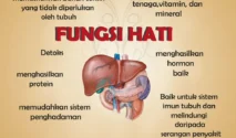 Pengertian dan Fungsi Hati
