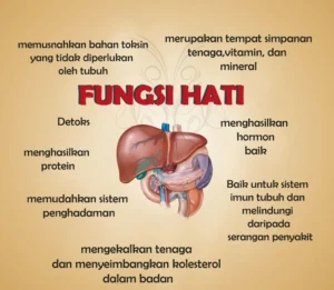Pengertian dan Fungsi Hati
