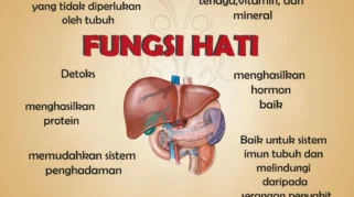 Pengertian dan Fungsi Hati