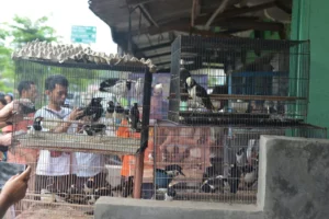 Perburuan Burung Kicau di Sumatra Meningkat, Masyarakat Lokal Perlu Dilibatkan untuk Menjaga Habitat