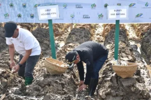 Petani Tebu Ajukan Intensifikasi Lahan dan Perbaikan Data untuk Capai Swasembada Gula