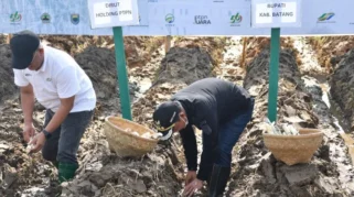 Petani Tebu Ajukan Intensifikasi Lahan dan Perbaikan Data untuk Capai Swasembada Gula