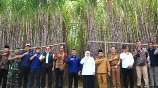 Petani Tebu Optimis RI Capai Swasembada Gula Konsumsi Tahun Depan