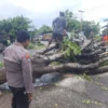 Pohon Besar Tumbang, Pantura Sempat Macet di Situbondo