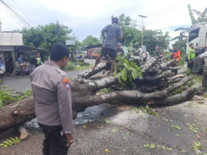Pohon Besar Tumbang, Pantura Sempat Macet di Situbondo