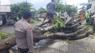 Pohon Besar Tumbang, Pantura Sempat Macet di Situbondo