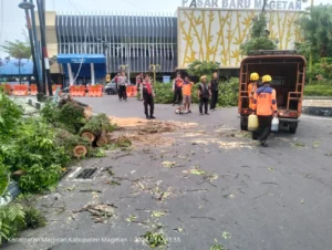 Pohon Trembesi Tumbang Tutup Akses Jalan di Sukowono, BPBD Jember Lakukan Evakuasi Cepat