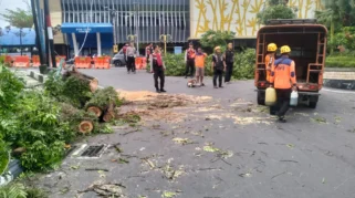 Pohon Trembesi Tumbang Tutup Akses Jalan di Sukowono, BPBD Jember Lakukan Evakuasi Cepat