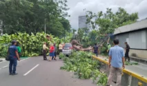 Pohon Tumbang di Jalan Dr. Setiabudi, Jakarta Selatan, Runtuhkan Mobil dan Akibatkan Kerugian Rp3 Juta
