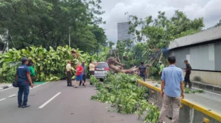 Pohon Tumbang di Jalan Dr. Setiabudi, Jakarta Selatan, Runtuhkan Mobil dan Akibatkan Kerugian Rp3 Juta