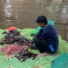 Populasi Ikan Sapu-Sapu di Jakarta Tembus 60 Persen, Indikasi Lingkungan Tercemar