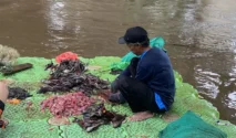 Populasi Ikan Sapu-Sapu di Jakarta Tembus 60 Persen, Indikasi Lingkungan Tercemar