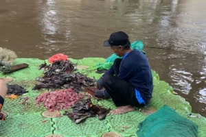 Populasi Ikan Sapu-Sapu di Jakarta Tembus 60 Persen, Indikasi Lingkungan Tercemar