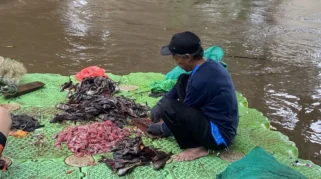 Populasi Ikan Sapu-Sapu di Jakarta Tembus 60 Persen, Indikasi Lingkungan Tercemar