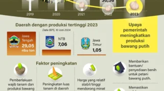 Produksi Bawang Putih Nasional Naik, Pemerintah Tekankan Ketahanan Pangan