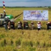 Produksi Padi Banyuwangi Capai 160.239 Ton, Perkuat Lumbung Pangan Nasional