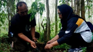 PT POMI Gandeng UNM Jaga Hutan Rakyat di Selobanteng, Situbondo