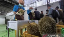 Rahasia Durian Indonesia Rebut Pasar China Rp137 Triliun Terbongkar