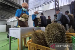 Rahasia Durian Indonesia Rebut Pasar China Rp137 Triliun Terbongkar
