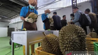 Rahasia Durian Indonesia Rebut Pasar China Rp137 Triliun Terbongkar