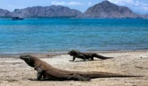 Raker dengan Menhut, DPR Soroti Pembatasan Kunjungan Wisata Pulau Komodo dan Isu Kehutanan
