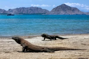 Raker dengan Menhut, DPR Soroti Pembatasan Kunjungan Wisata Pulau Komodo dan Isu Kehutanan