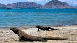 Raker dengan Menhut, DPR Soroti Pembatasan Kunjungan Wisata Pulau Komodo dan Isu Kehutanan