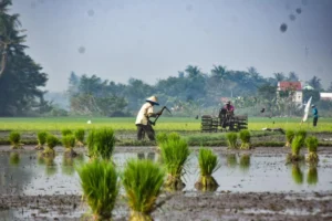 RI Dorong Peningkatan Produksi Kedelai untuk Swasembada Pangan dan Keamanan Pupuk